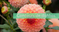 dhalias