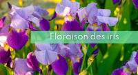 Miniature floraison iris.png
