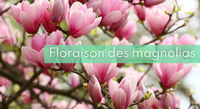 Miniature floraison magnolias.png
