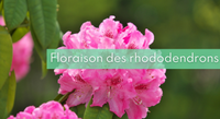 Miniature floraison rhododendrons.png