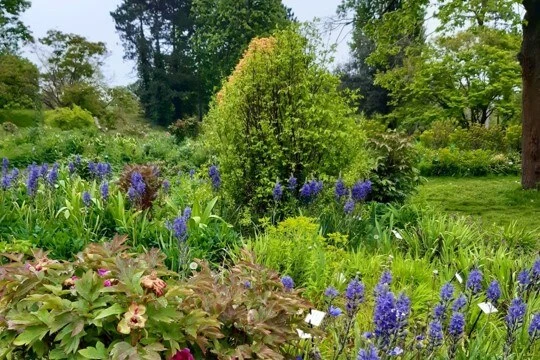 fleurs