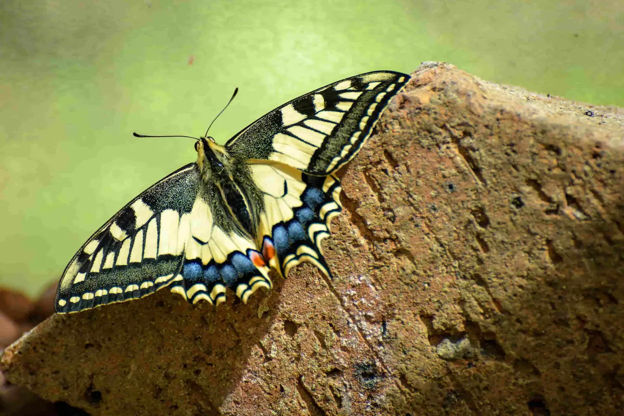 papillon