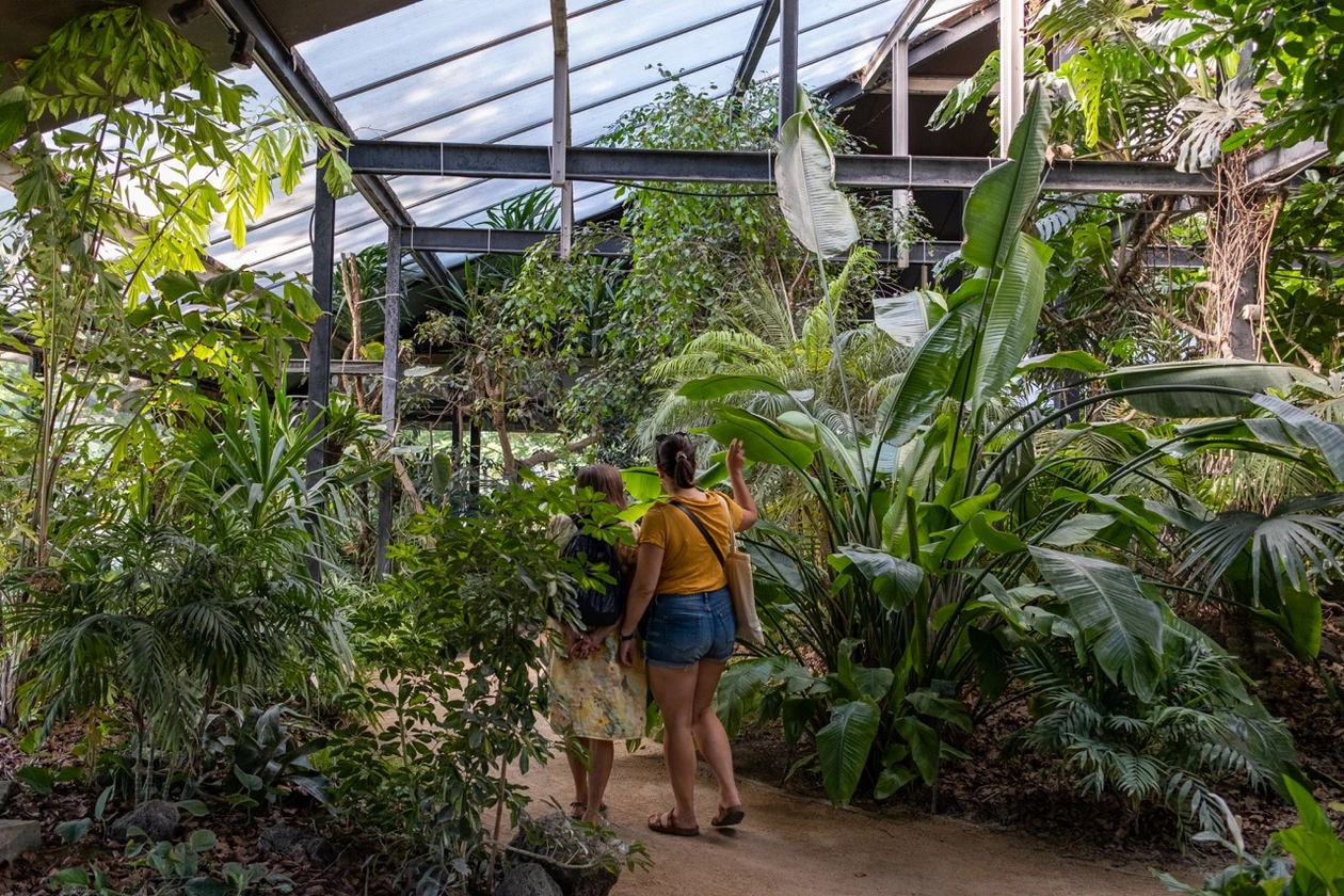 Plantes tropicaes Sonia Yassa