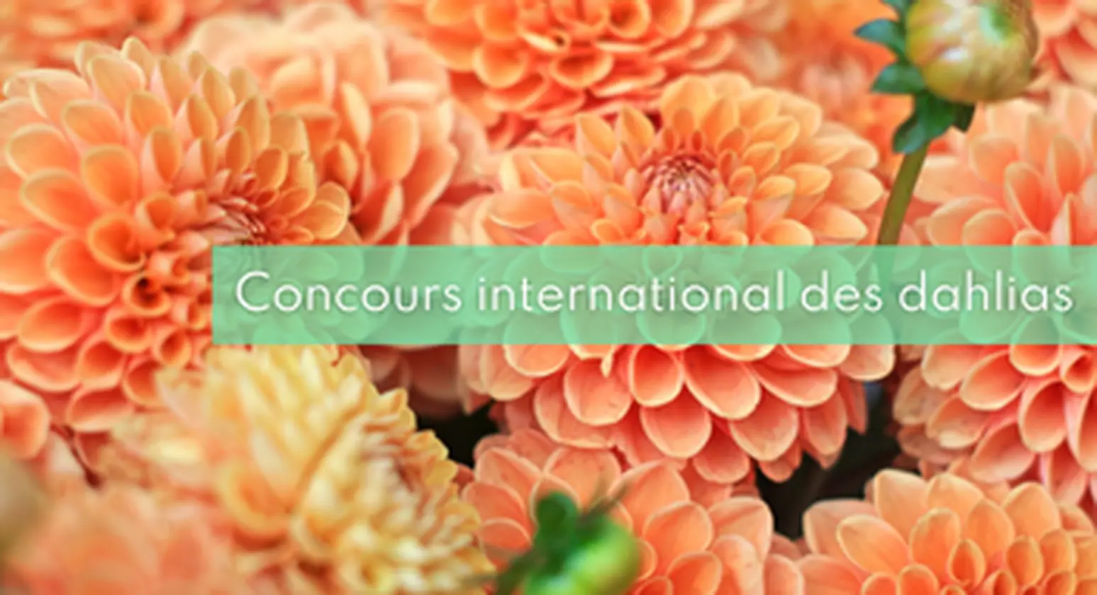 DAHLIAS.png